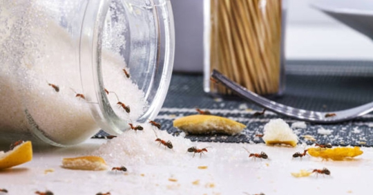 ants