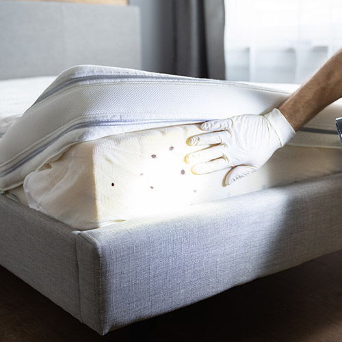 Bed Bug Treatment