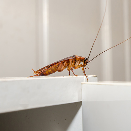 Cockroach Control