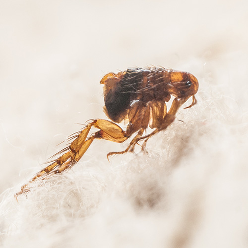 Flea & Tick Control
