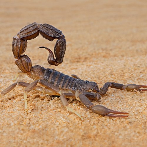 Scorpion Control
