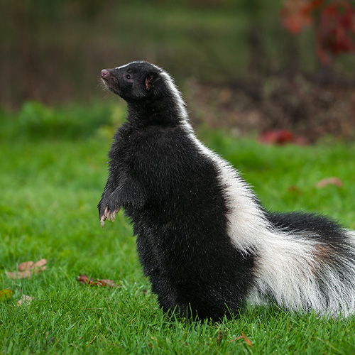 Skunk Removal