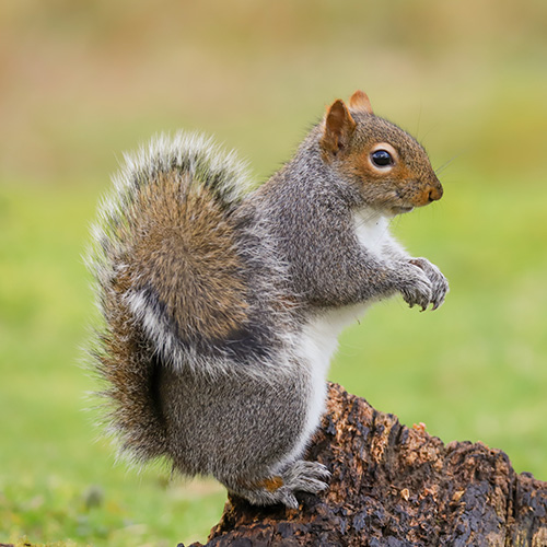 Squirrel Control