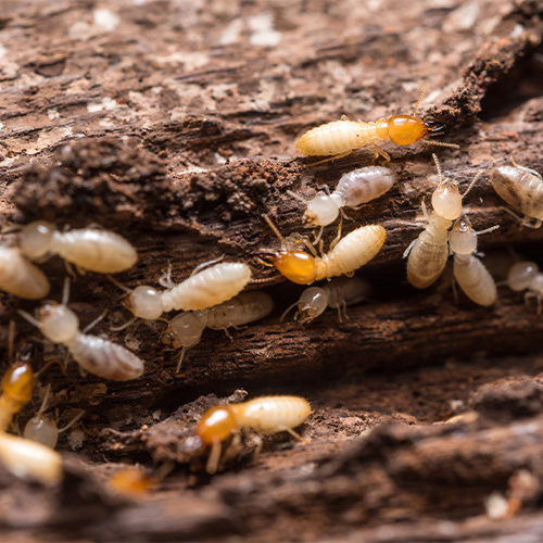 Termite Control
